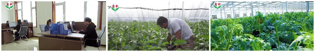 Plastic Film Warm Greenhouse with Cooling System