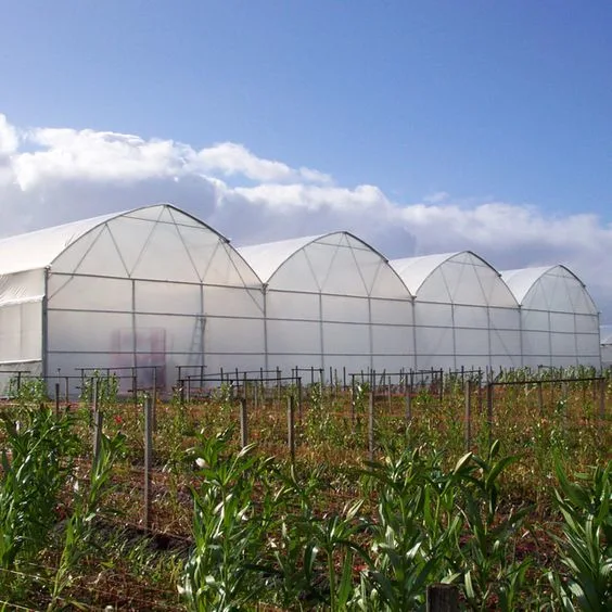 Plastic Multi Span Garden Greenhouse for Vegetables Growing with Cooling System