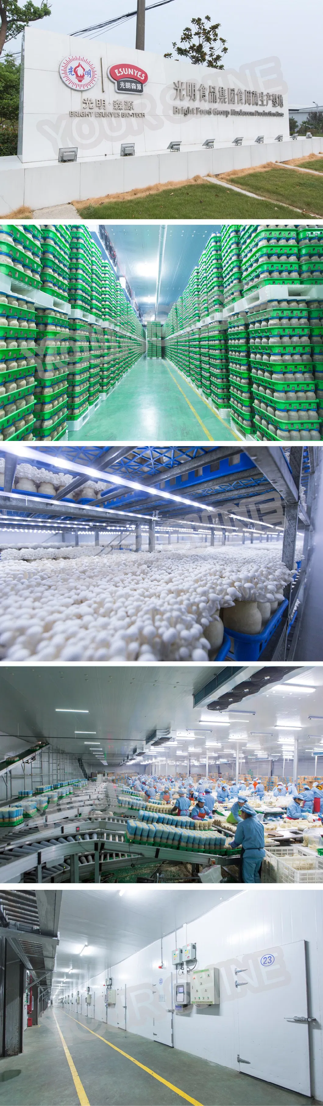 Cold Storage for Potato Vegetable Meat Used Small Blast Freezers for Food Glass Door Display Africa Cold Room