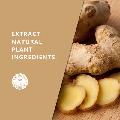 Hl - Natural Herbal Extract Body Massage Oils Manufacturer, Bulk Organic Ginger Oil for Weight Loss Belly Fat