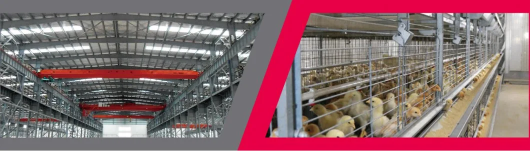 Modern Farm Chicken House Prefabricated Steel Frame Chicken House Environmental Protection Chicken Shed