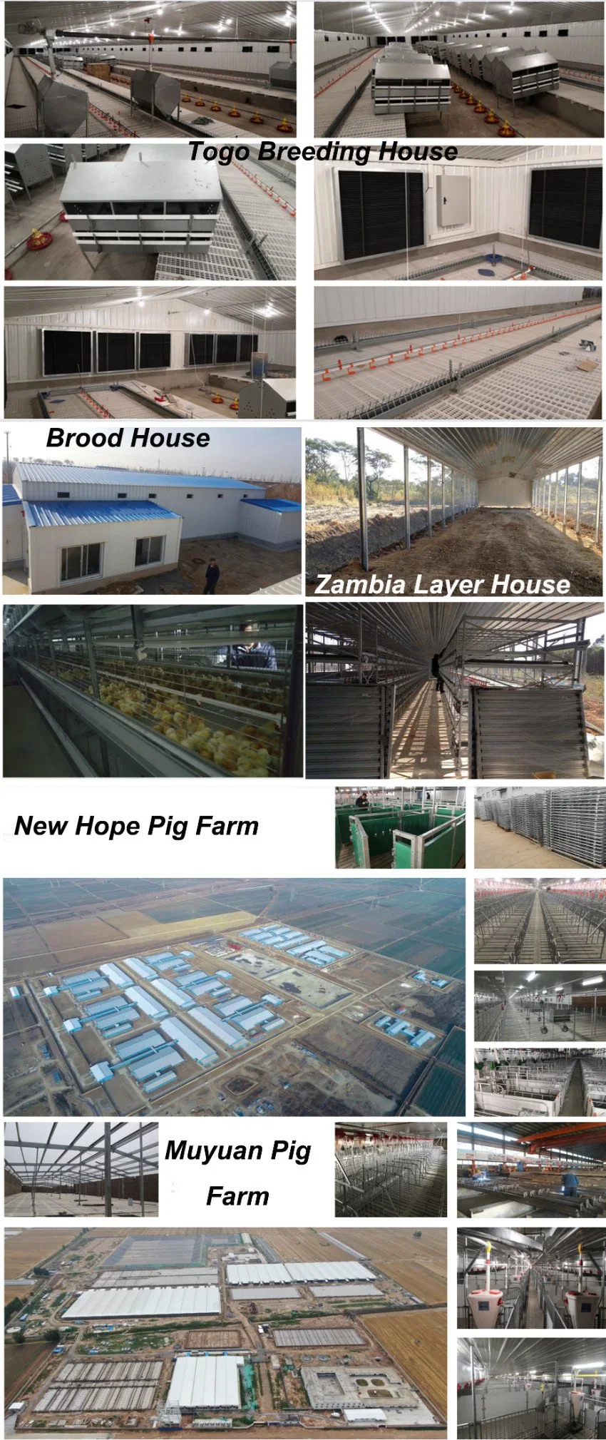 New Type Economical Poultry Farm House for Broiler Chicken Layer Hen (BYSS-220609002)