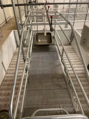Equipo de Granja personalizado Pig Farrowing Pen Crate de gestación