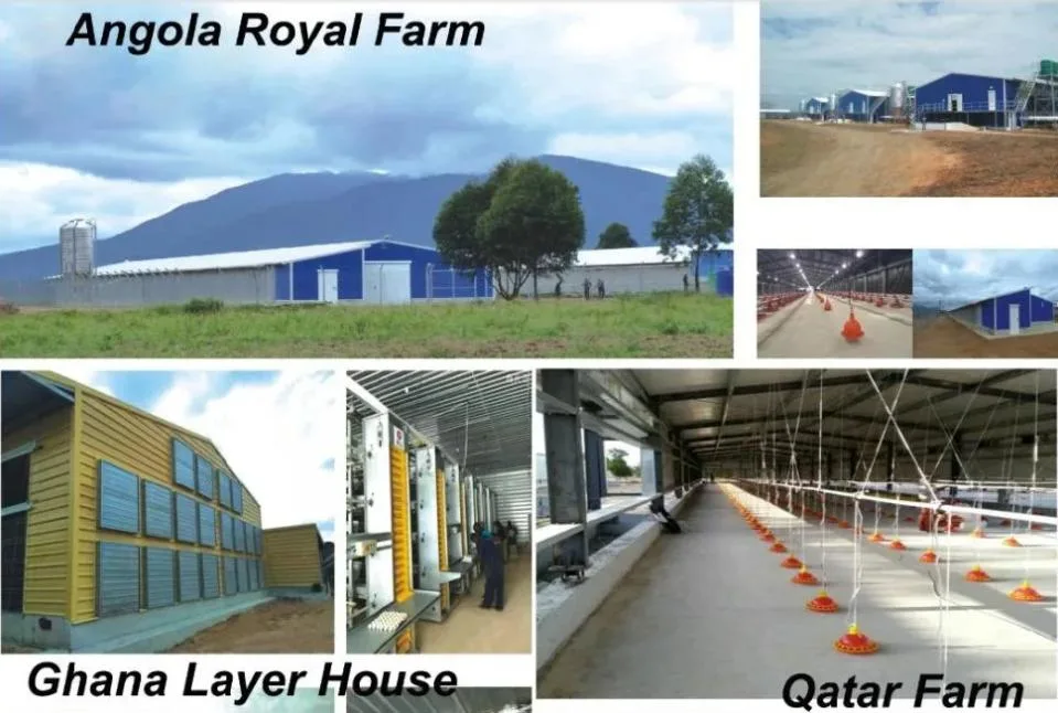 Prefab Steel Structure Agricultural Livestock Farm House with Automated Equipment