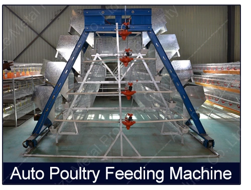 Layer Chicken Cage H Type Tier Galvanized Steel Mesh Wire Door Feeder