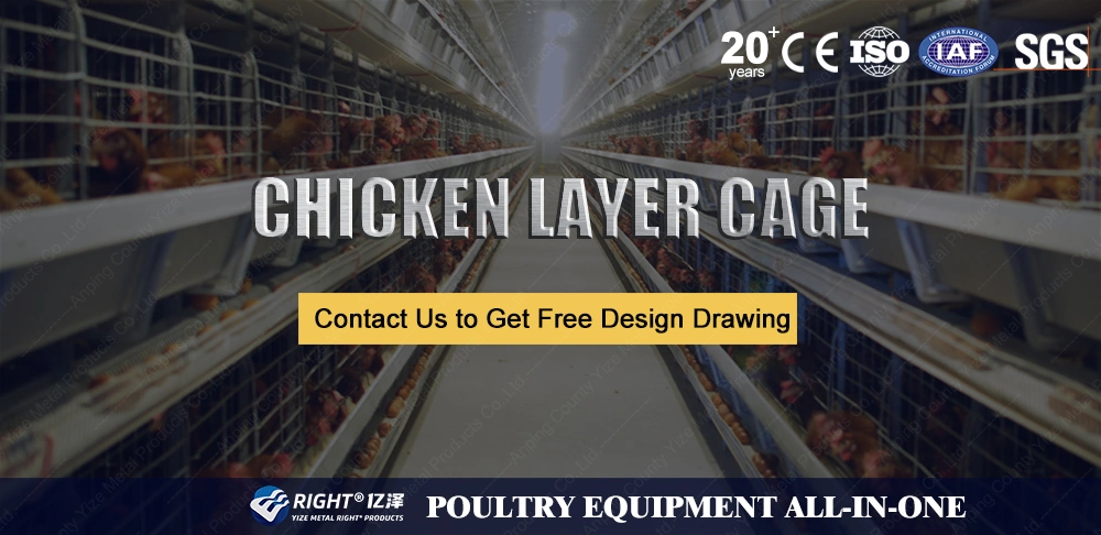 Turkey Poultry Farm Layer Cage a-Type Frame Galvanized Steel Door Layer Chicken