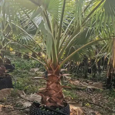 Alberi di palma tropicali piante reali naturali albero alto Arbor all&prime;aperto Vendita a caldo