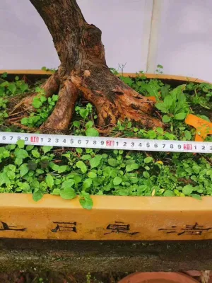 Hot sale Black piante da interno Podocarpus