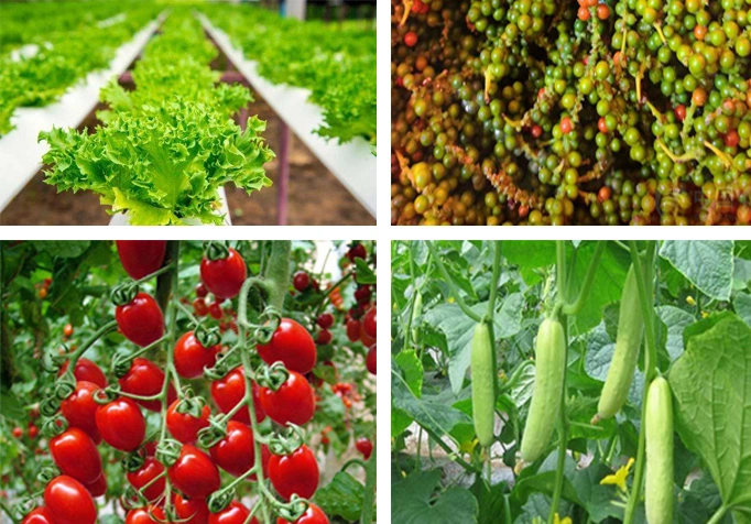 Agroculture Sunlight Planting Tunnel Film Greenhouse