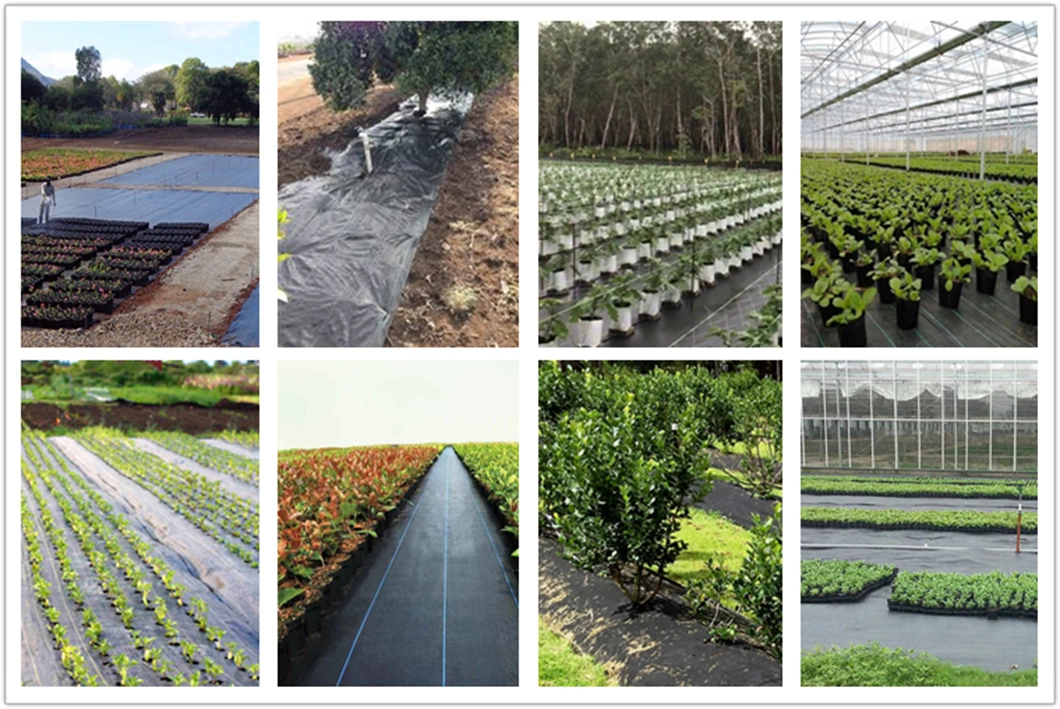 SGS China Supplier UV Treated Agriculture Garden Landscape Weed Barrier PP Woven Geotextile Fabric Anti Aging Weed Mat Weed Control Ground Cover for Blueberry