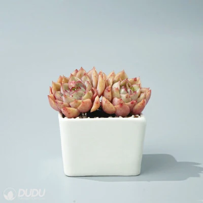 Dudu Wholesale Colourful Warbler Double Head Echeveria Natural Live Succulent Plants