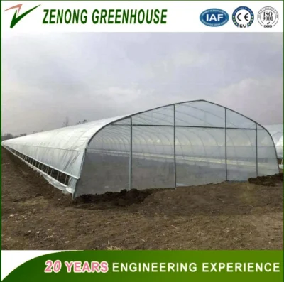 Large Size Multi Span Arch Type Plastic Film Covered Greenhouse for Planting Vegetables/Succulents/Meaty Flowers