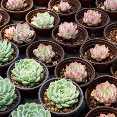 Dudu Hot Sale Wholesale Pretty Romeo Rubin Echeveria Natural Live Succulent