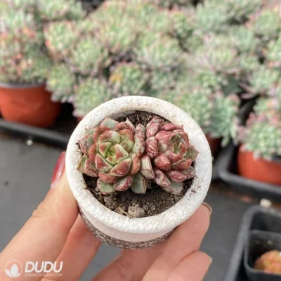  Dudu New Arrival Beautiful Fire Double Head Echeveria Natural Live Succulent