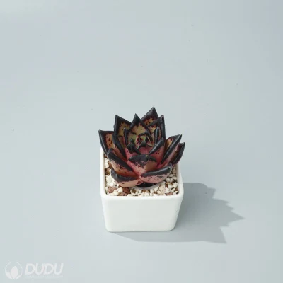 Dudu Beautiful Hot Sale Colorful Ebony Echeveria Natural Live Succulent