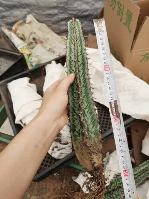 Rare Cactus Succulent for Wholesales with Cheap Price
