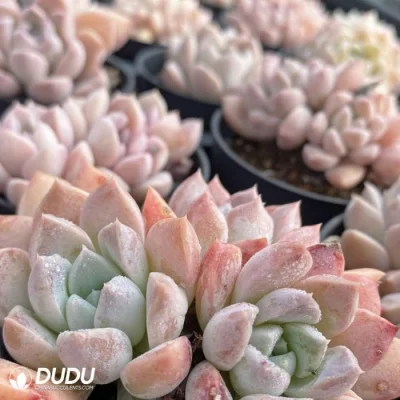 New Arrival Yunjiao Clustering Echeveria Natural Live Succulent