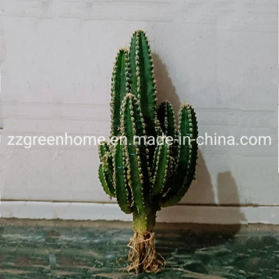  Cactus Fairy Castle Ornamental Live Plant