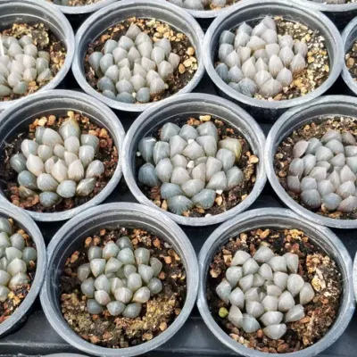 New Arrival Yunjiao Clustering Echeveria Natural Live Succulent