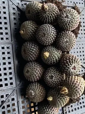  Indoor Plants Cactus Plants Pelecyphora Aselliformis