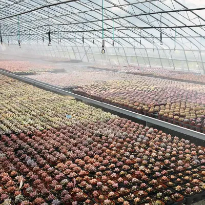  Dudu China Nursery Mini Giselle Cactaceae Natural Live Succulent Plants