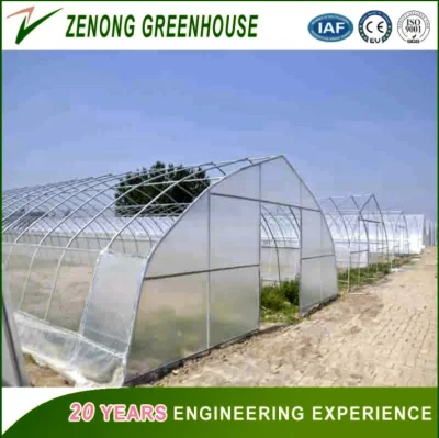 Plastic Multi-Span/Single-Span Greenhouse for Planting Vegetables/Medical /Succulents/Meaty Flowers