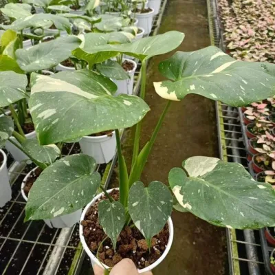  Monstera Deliciosa Variegata Thai Constellation Green Plants