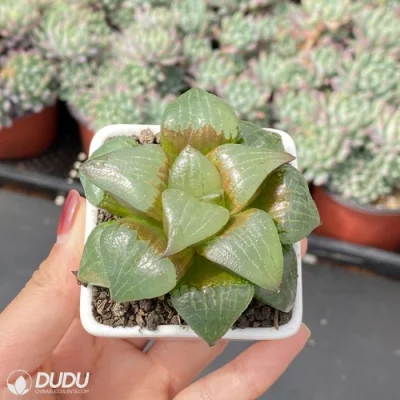  Dudu Pretty Comptoniana&prime;akan Haworthia Natural Live Succulent