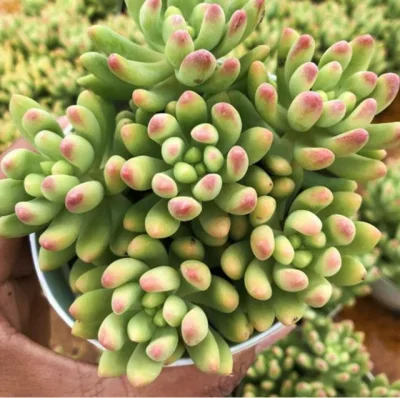 Succulent Sedum &prime;alice Evans&prime; Natural Plants
