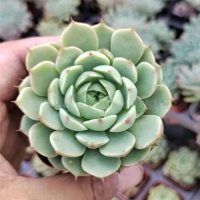 Fresh Live Succulents Indoor Outdoor Bonsai Flower Christmas Cnplantport Decoration Gifts