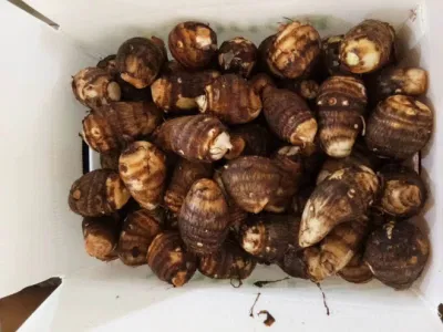 Gogo Trademarked Premium Taro Roots