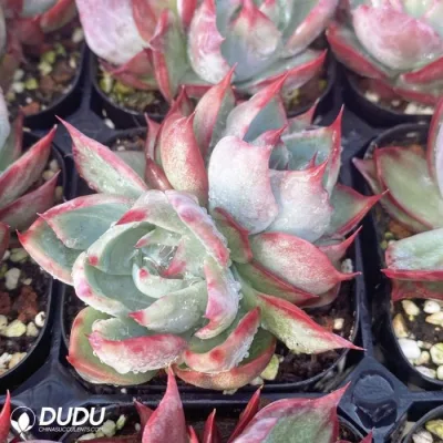 Dudu Hot Sale Echeveria Fairy Jinghong Double-Headed Natural Live Succulent in Bulk
