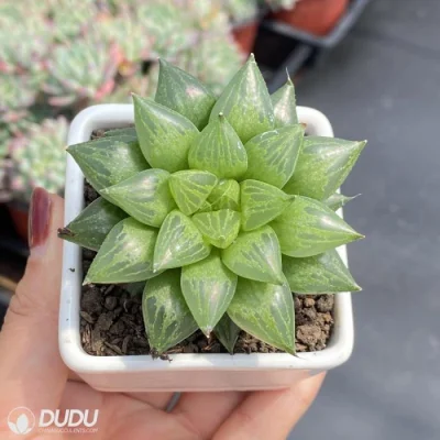 Dudu Common Pet Friendly Venusta (C. L. Scott) M. B. Bayer Haworthia Natural Live Succulent