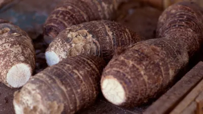 Gogo Trademarked Premium Taro Roots