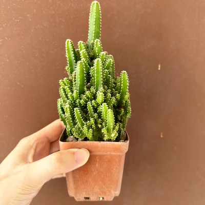  Hot Cactus Cereus CV. Fairy Castle Live Indoor Plants Decoration Nursery Wholesale Supplier
