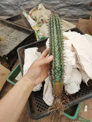 Rare Cactus Succulent for Wholesales with Cheap Price