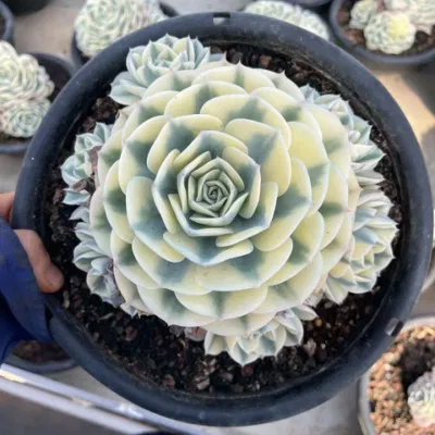  Wholesale Succulent Echeveria Lenore Dean