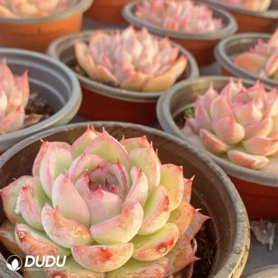  Dudu Popular Wholesale Echeveria Phantom Natural Live Succulent Plants