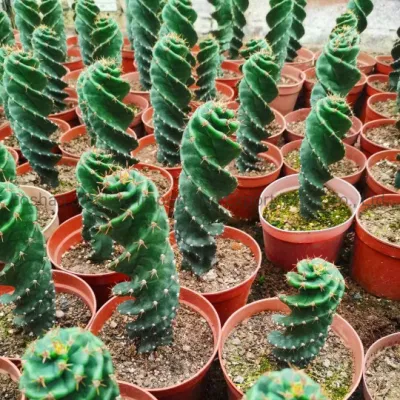  Cereus Forbesii Spiral Cactus Tornado Cactus Live Plant Nursery