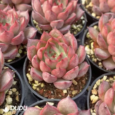  Dudu China Cheap Colourful Echeveria Yueling Live Succulent Plants
