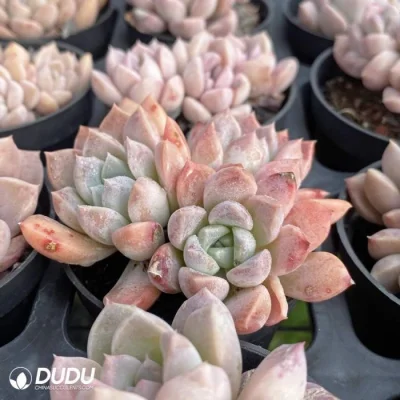 New Arrival Yunjiao Clustering Echeveria Natural Live Succulent