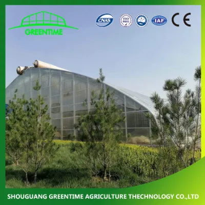  Agriculture/Single-Span/Tunnel Plastic Film Greenhouse with Cooling System for Lettuce Planting