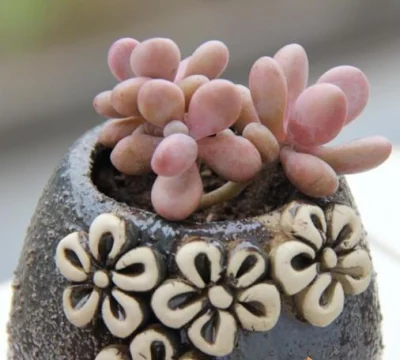  Real Plants Mini Succulent Plants Pachyphytum Spp. Succulent of Indoor Plant Bonsai