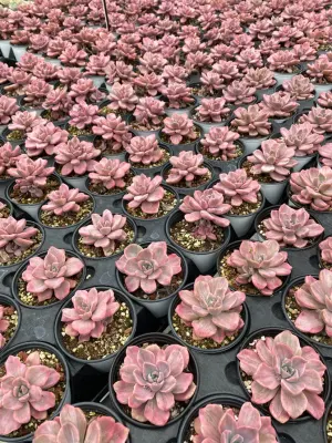 Dudu Hot Sale Wholesale Pretty Romeo Rubin Echeveria Natural Live Succulent