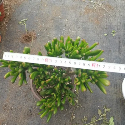 Crassula Oblique Succulent Plant Succulent Real Plants