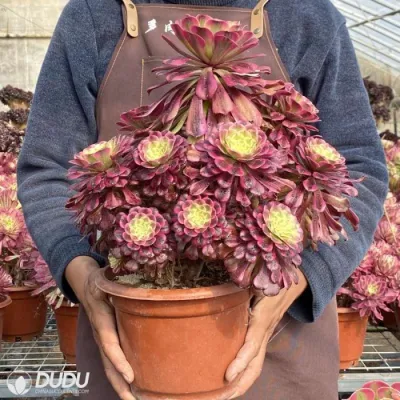 Dudu Hot Sale Prettiest Dancing Tianji Variegate Aeonium Natural Live Succulent