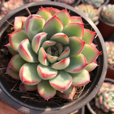 Succulent Plants Lotus Flower Living Plants Bonsai