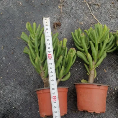 Crassula Oblique Succulent Plant Succulent Real Plants