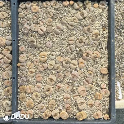 Dudu Beauty Cheap Indoor Lithops Sunflower Lithops Natural Live Succulent