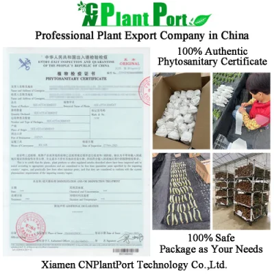 Green Plants Live Agave &prime;burnt Burgundy&prime; Wholesale Home Decor Small Bonsai Nursery